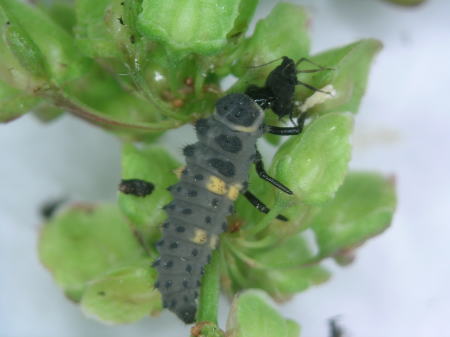 昆虫 虫 ムシのブログ