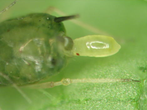 虫体が薄い膜に包まれています.jpg