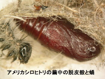 アメシロの脱皮殻と蛹.jpg