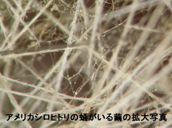 アメシロの繭の拡大.jpg