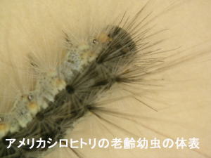 アメシロ老齢幼虫の体表.jpg