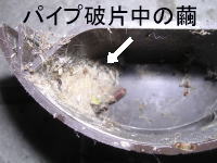 パイプ中の繭.jpg
