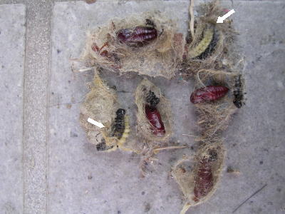 玄関付近から発見された繭.jpg